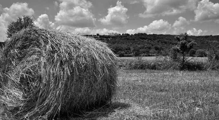 delitto di avetrana